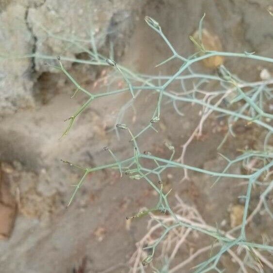 Launaea arborescens Fuelha