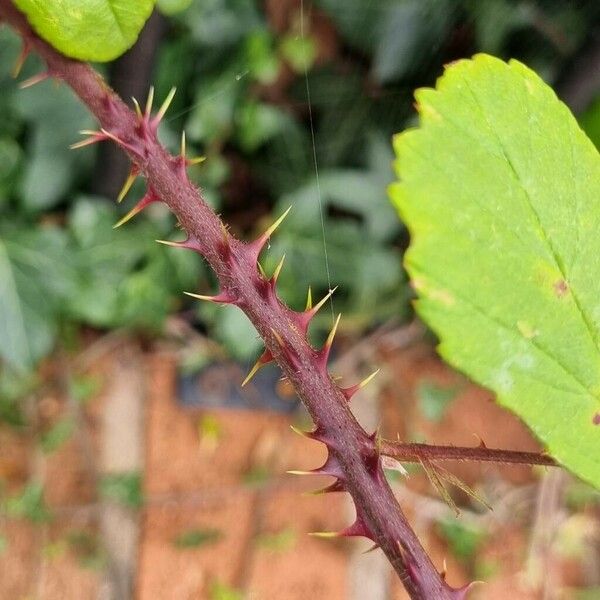 Rubus elegantispinosus Bark