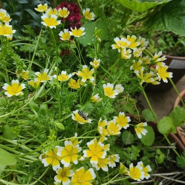 Limnanthes douglasii Λουλούδι