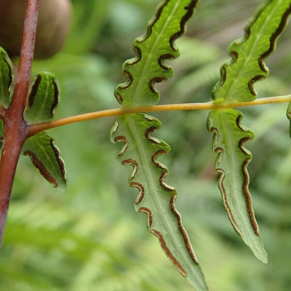 Histiopteris incisa Leaf