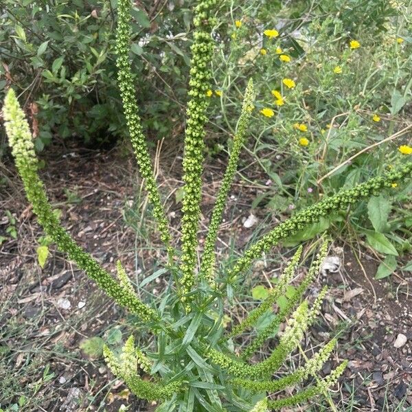 Reseda luteola Flor