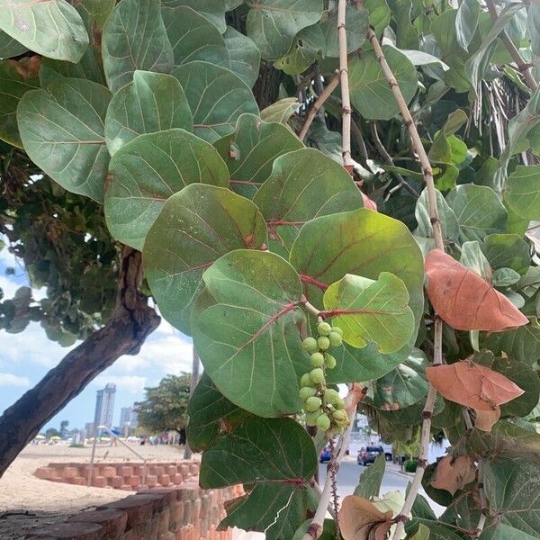 Coccoloba uvifera Folha