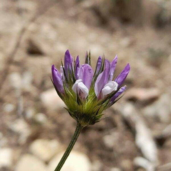 Bituminaria bituminosa Flower