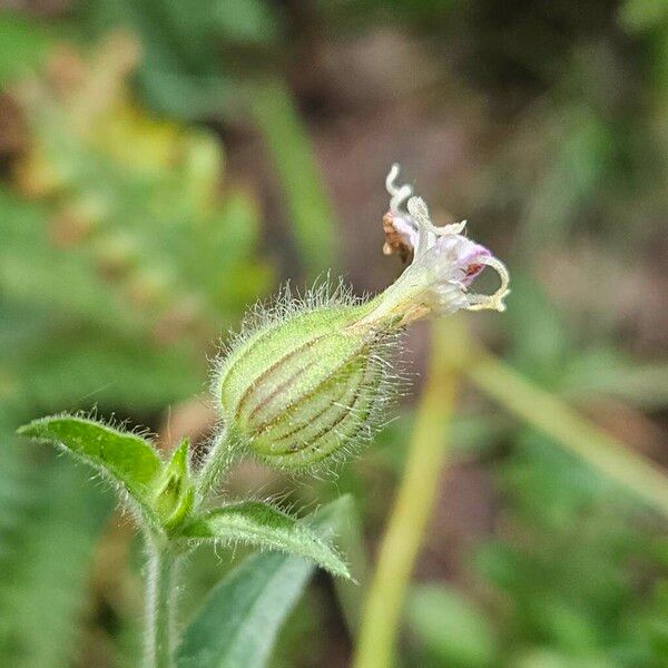 Silene noctiflora Квітка