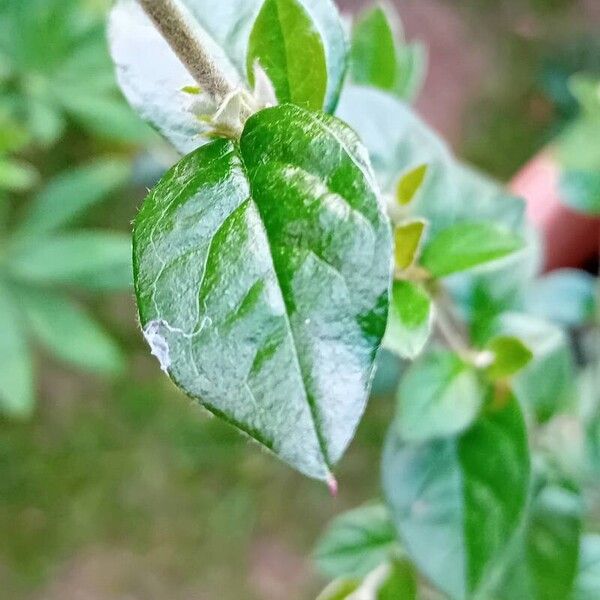 Cotoneaster simonsii Lehti