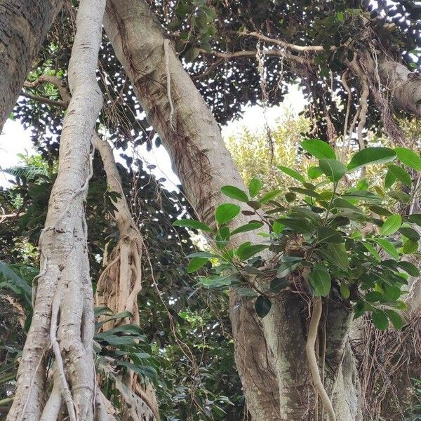 Ficus rubiginosa عادت