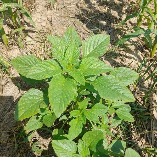 Amaranthus palmeri Leaf