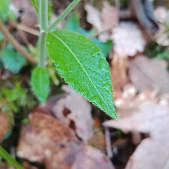 Mercurialis perennis Leaf