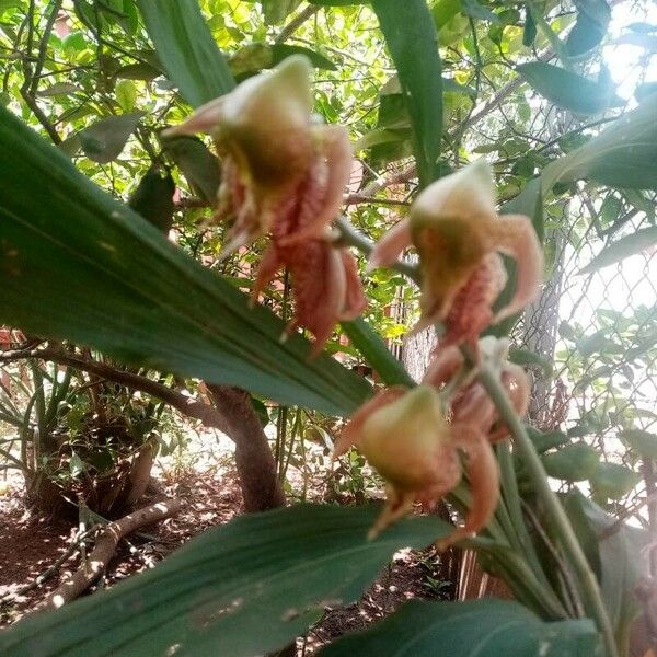 Catasetum maculatum Bloem