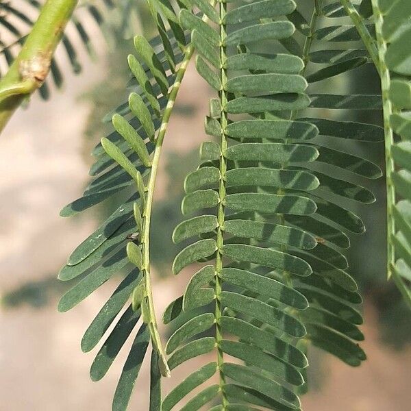 Prosopis juliflora Yaprak