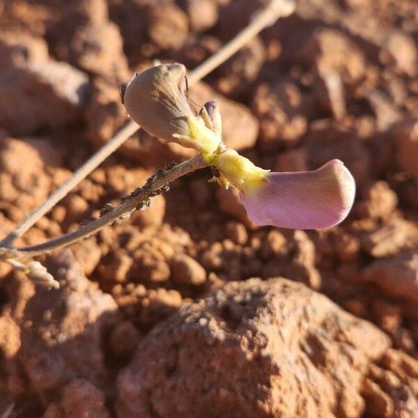 Vigna frutescens Άλλα