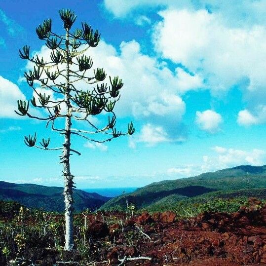 Araucaria muelleri Συνήθη χαρακτηριστικά