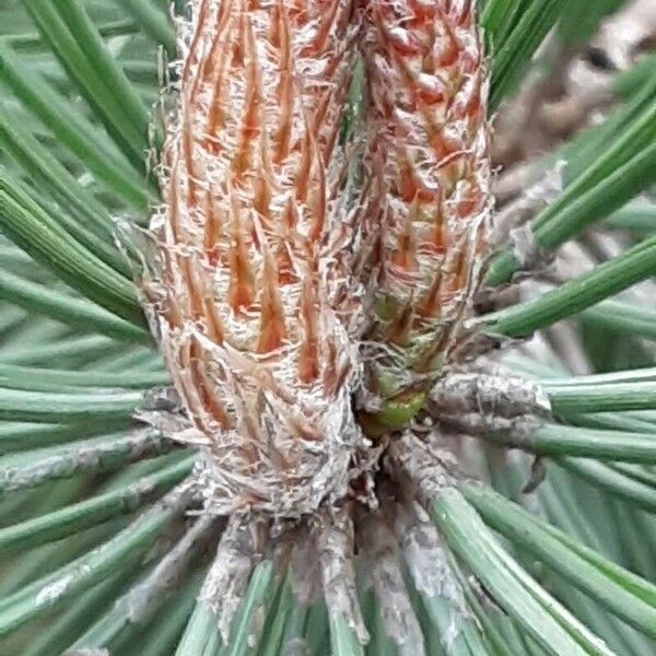 Pinus nigra Цвят