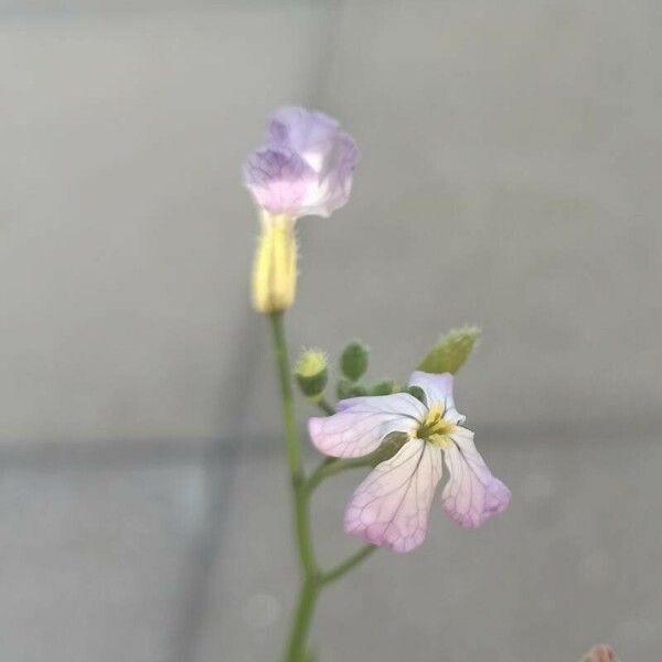 Raphanus raphanistrum Flower