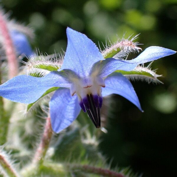 Borago officinalis Žiedas