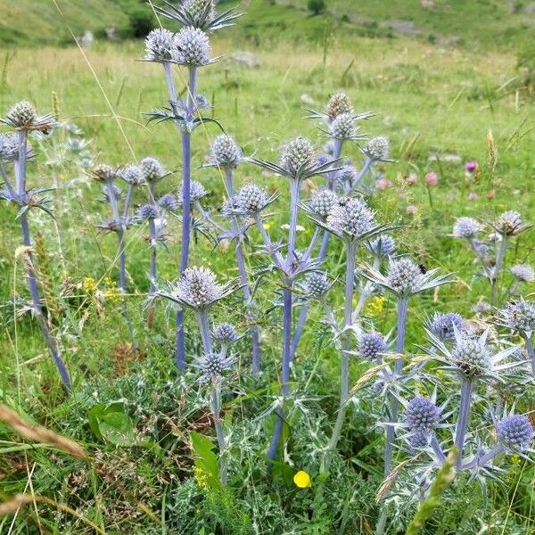 Eryngium bourgatii 花