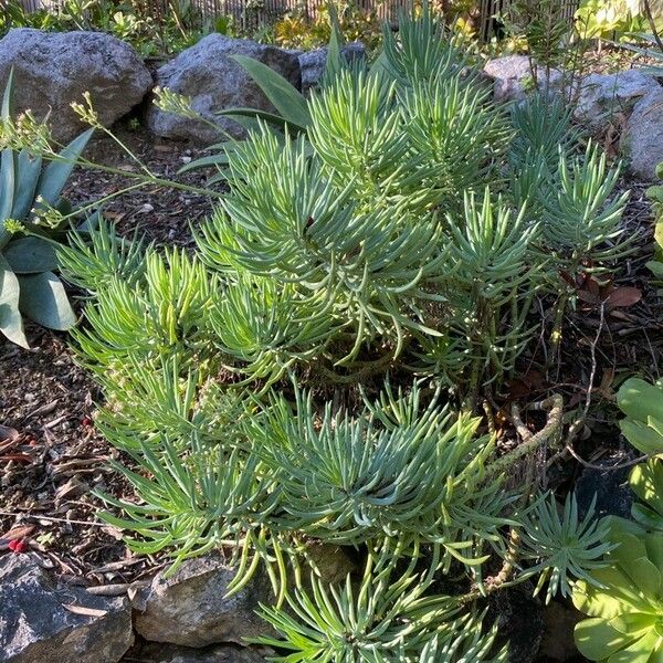 Curio talinoides Habit