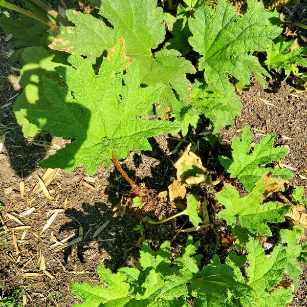 Gunnera tinctoria Leaf