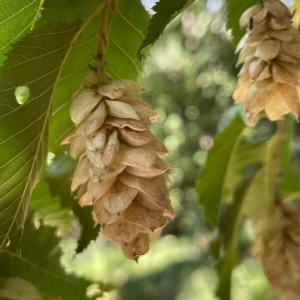 Ostrya carpinifolia ফুল