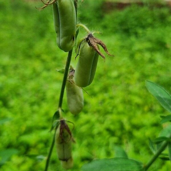 Crotalaria juncea Fuelha