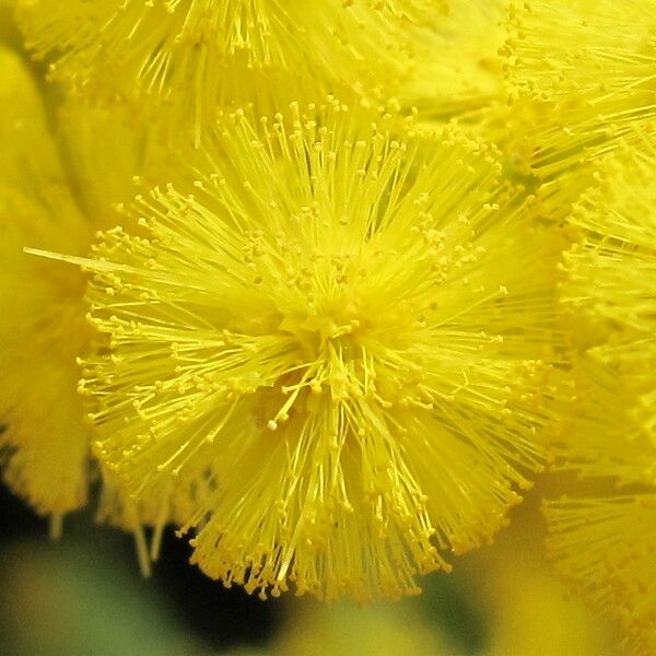 Acacia dealbata Habitus