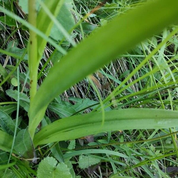 Dactylorhiza elata Foglia