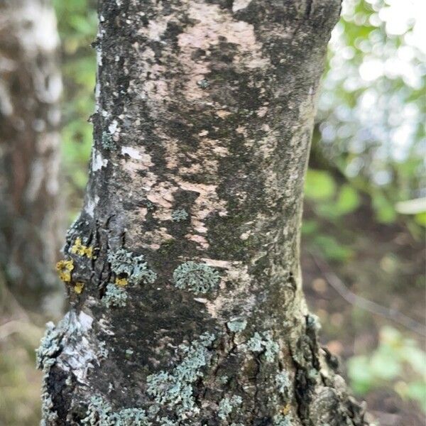 Populus tremula 樹皮