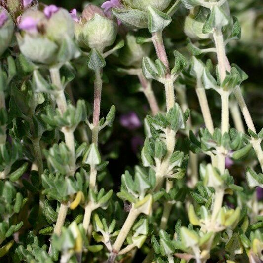 Thymus camphoratus Ďalší