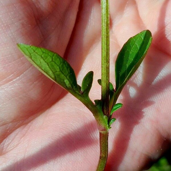 Valeriana dioica Leaf
