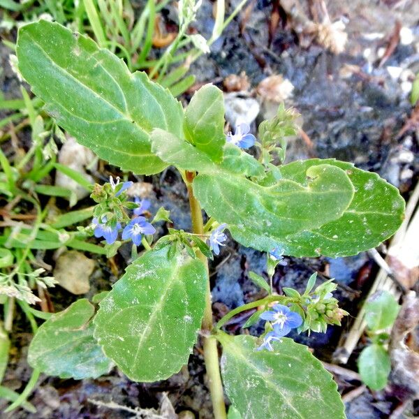 Veronica beccabunga Habit