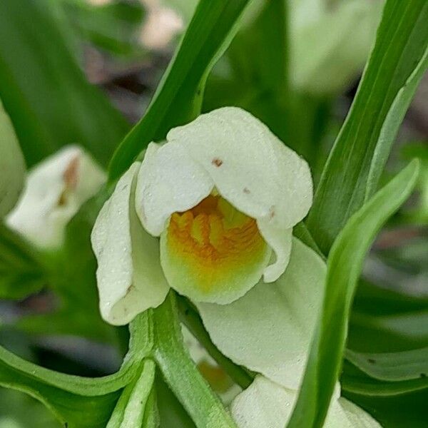 Cephalanthera damasonium ᱵᱟᱦᱟ