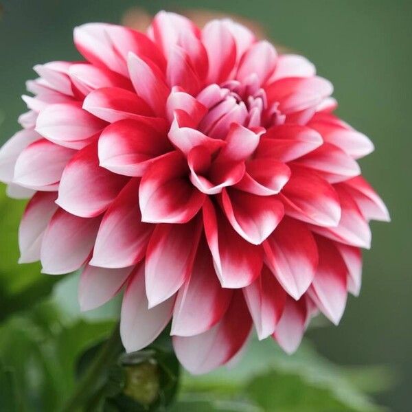 Dahlia pinnata Flower