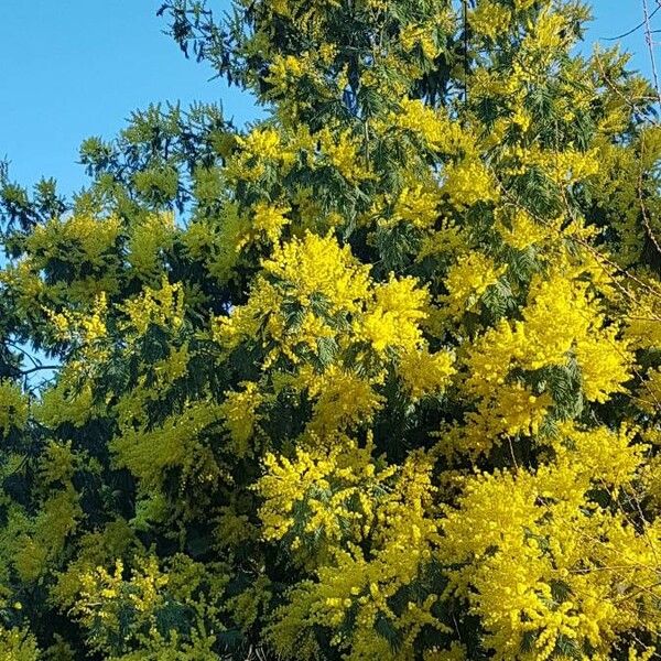 Acacia baileyana ফুল