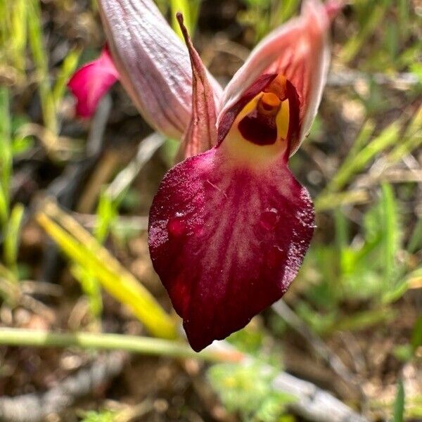 Serapias lingua Flor