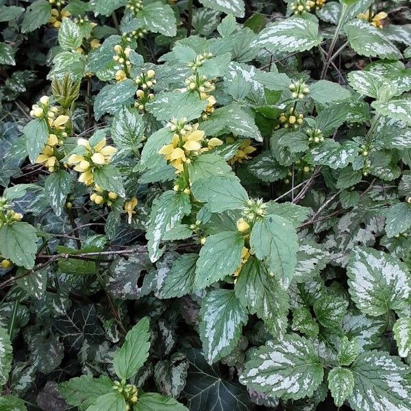 Lamium galeobdolon Natur