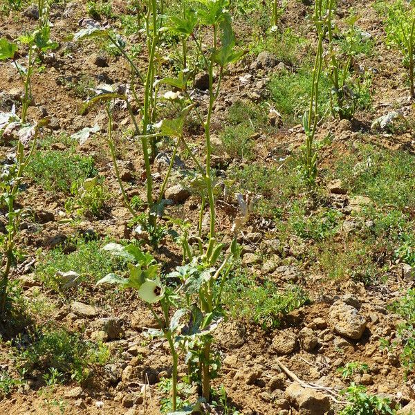 Abelmoschus esculentus Blad