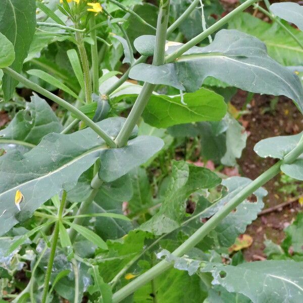 Brassica napus 叶