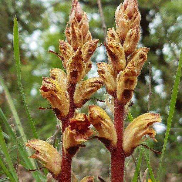 Orobanche gracilis Lorea