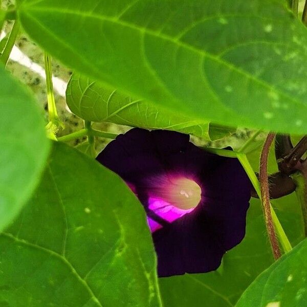 Ipomoea triloba Kwiat