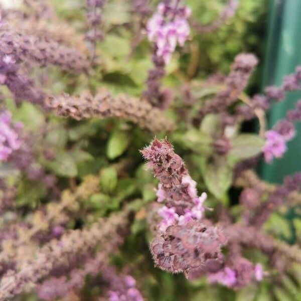 Ocimum kilimandscharicum Floro