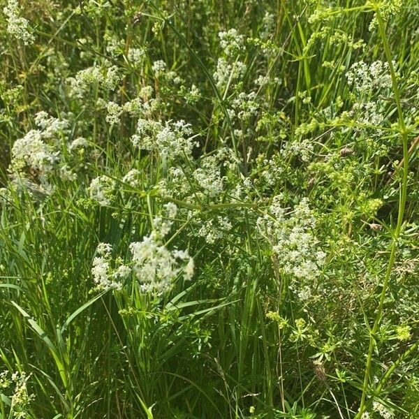 Galium album Blomma