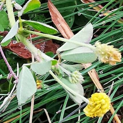 Trifolium aureum Flor