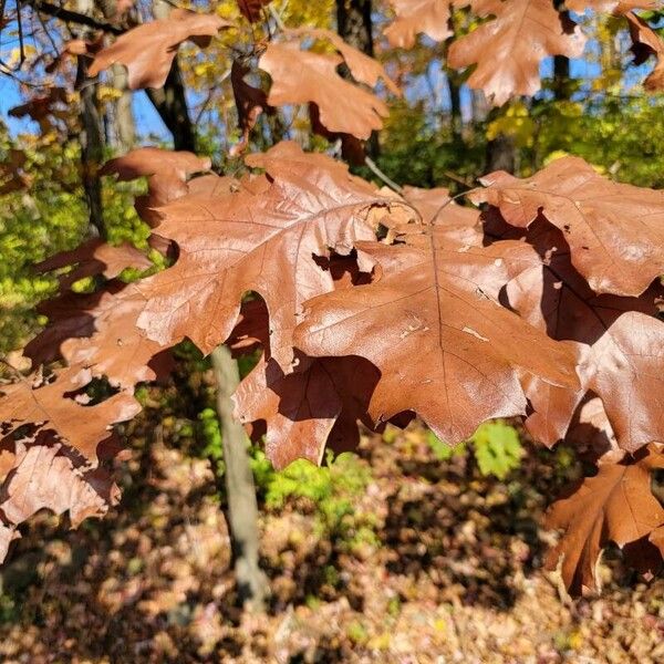 Quercus velutina Feuille