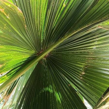 Corypha umbraculifera Leaf