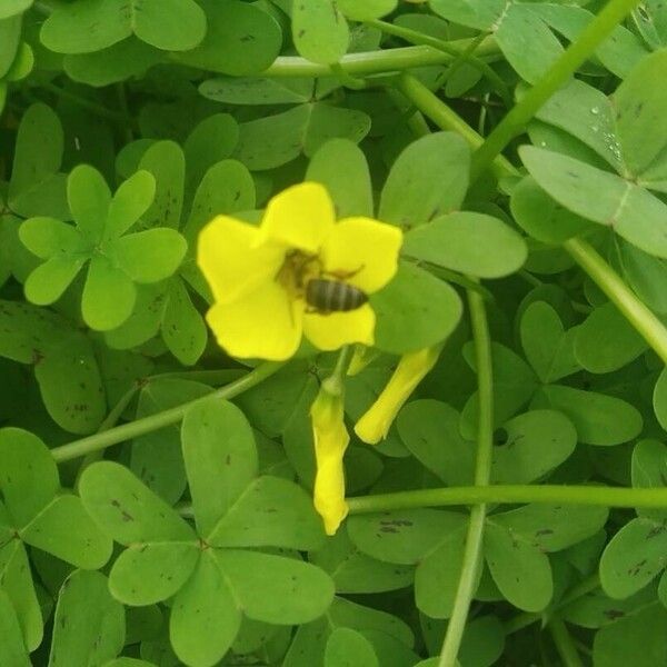 Oxalis pes-caprae Leaf