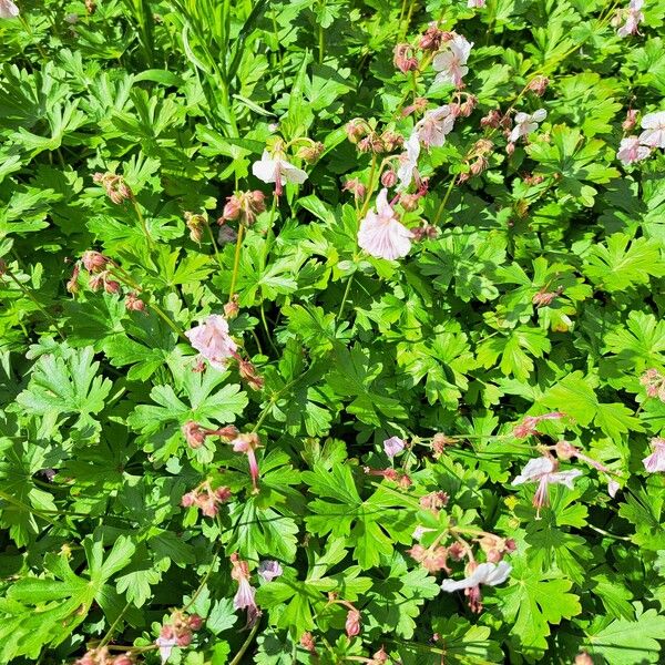 Geranium macrorrhizum Habitatea