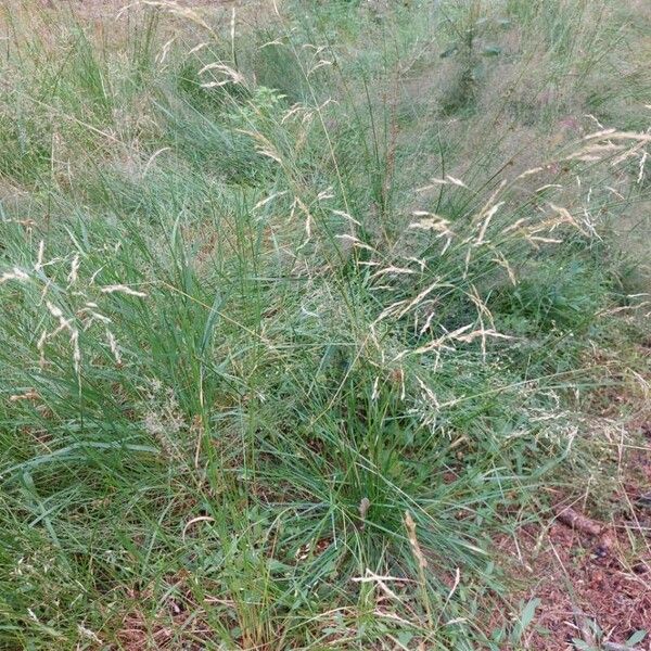 Deschampsia cespitosa Flor