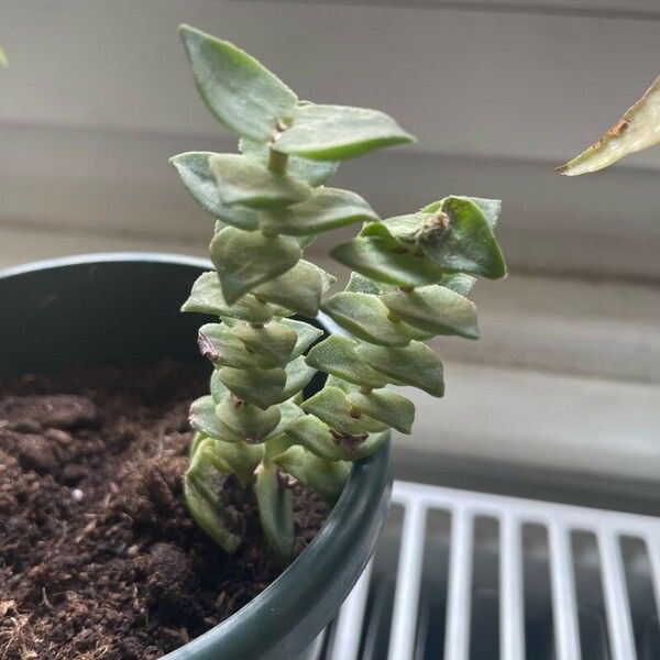 Crassula perforata Fulla