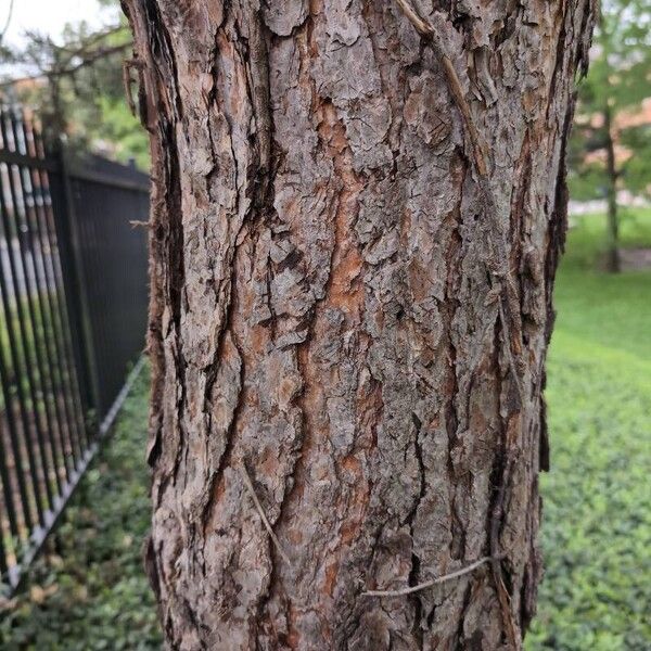 Pinus sylvestris Bark