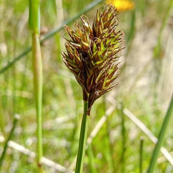 Carex leporina ᱵᱟᱦᱟ